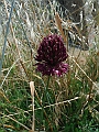 DSCF2751