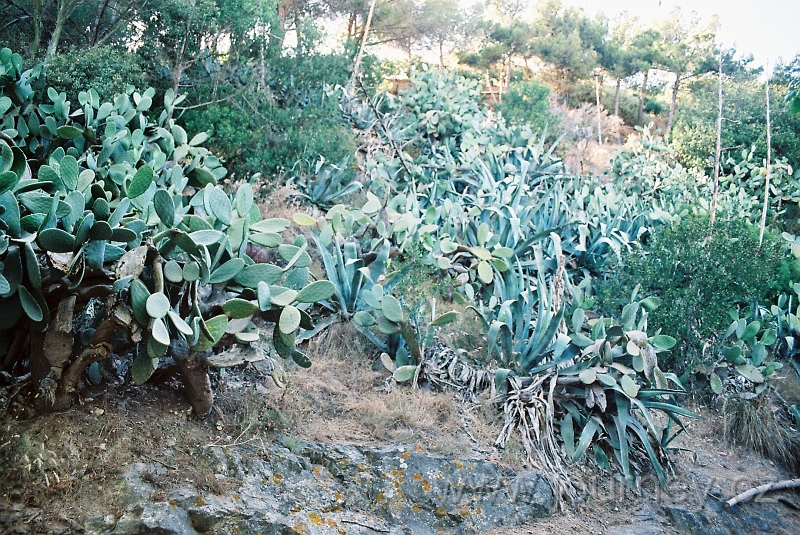 elba0081.jpg