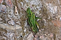 IMG_1154
