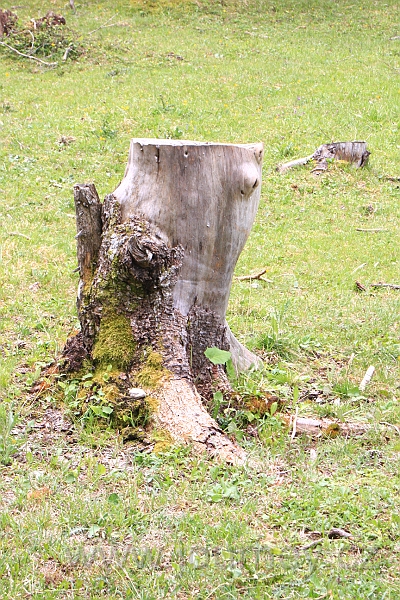 IMG_2699.JPG