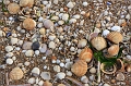 IMG_4465