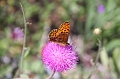 IMG_4585