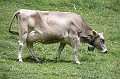 IMG_4594