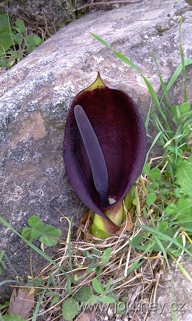 IMAG0241.jpg