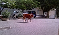 IMAG0211