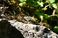IMG_0664