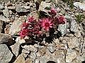 DSCF1823