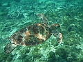 APO3649