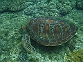 APO3664