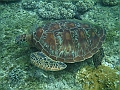 APO3665