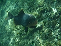 APO3678