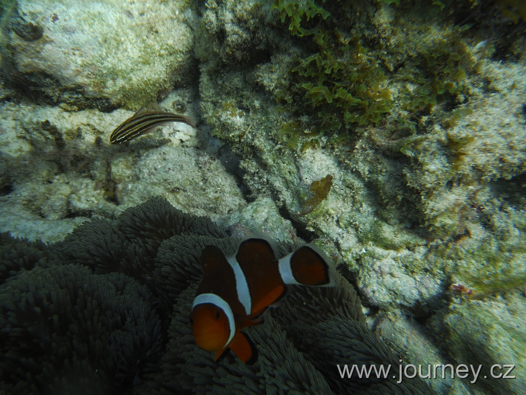 BOHOL3043.JPG