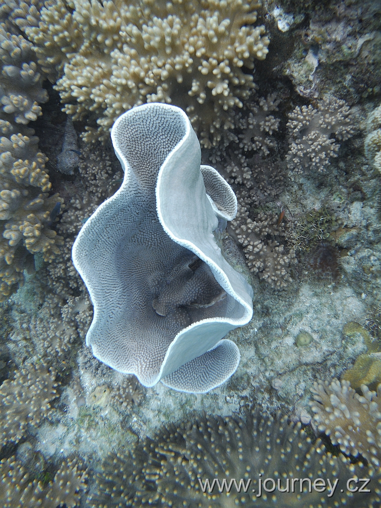 BOHOL3131.JPG