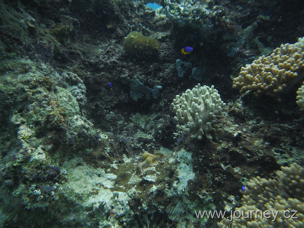 BOHOL3135.JPG