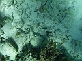 BOHOL2973