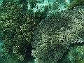 BOHOL2981
