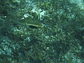 BOHOL3016