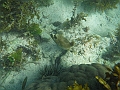 BOHOL3024