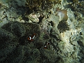 BOHOL3036