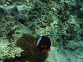 BOHOL3056
