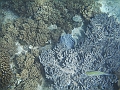 BOHOL3070