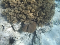 BOHOL3074