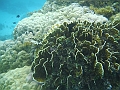 BOHOL3111
