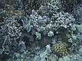 BOHOL3126