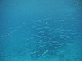 BOHOL3130