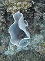 BOHOL3131