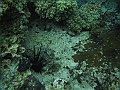 BOHOL3134