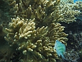 BOHOL3137