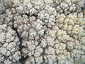BOHOL3140