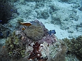 BOHOL3143