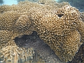 BOHOL3148