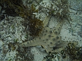 BOHOL3152