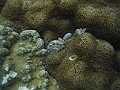 BOHOL3155