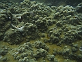 BOHOL3157