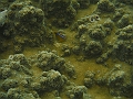 BOHOL3161