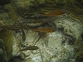 BOHOL3172