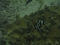 BOHOL3197