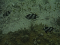 BOHOL3200