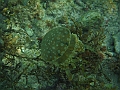 BOHOL3208