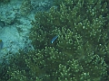 BOHOL3222