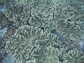 BOHOL3229