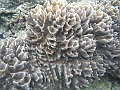 BOHOL3233