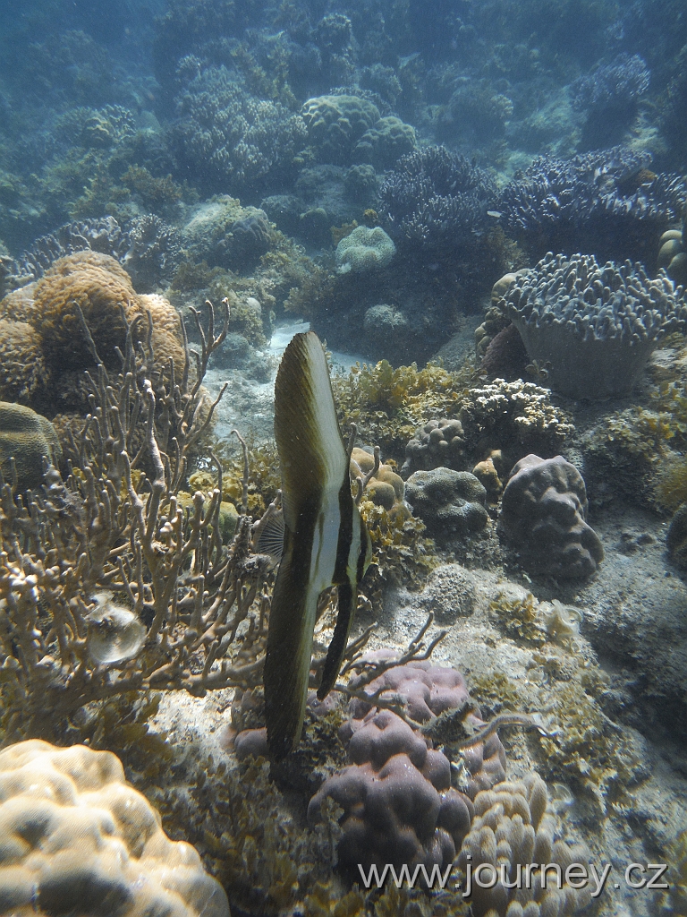 SIQUIJOR3597.JPG