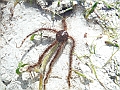 SIQUIJOR3383