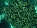 SIQUIJOR3389