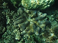 SIQUIJOR3394